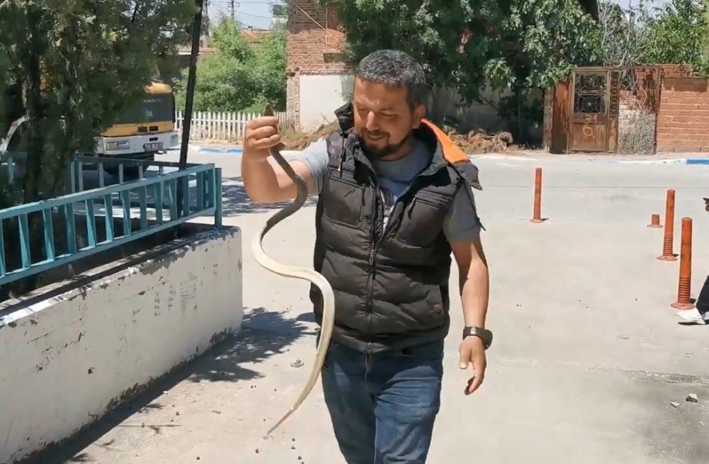 Parktaki yılanı elleriyle yakaladı çocuklara sevdirdi