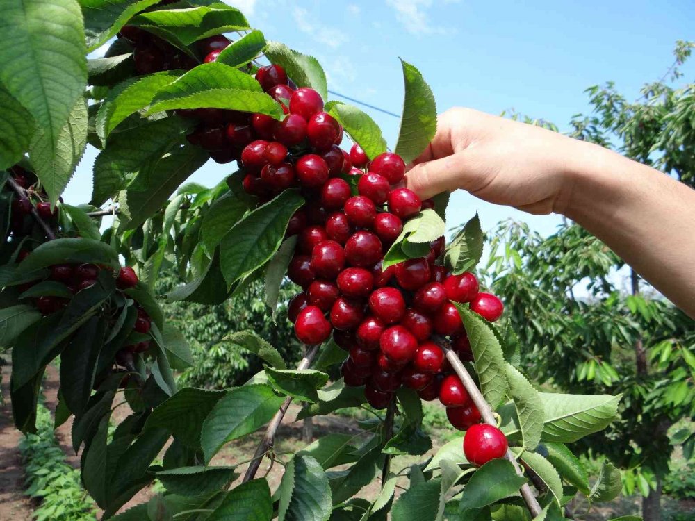5 ülkeye ihracatı yapılan ’Napolyon’ cinsi kirazın hasadına başlandı
