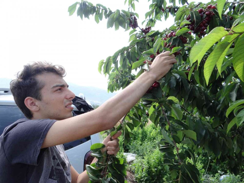 5 ülkeye ihracatı yapılan ’Napolyon’ cinsi kirazın hasadına başlandı