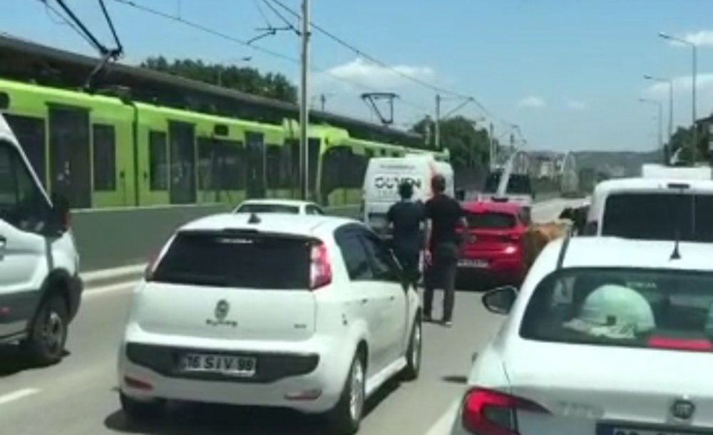 Kaçan boğalar trafiği kilitledi
