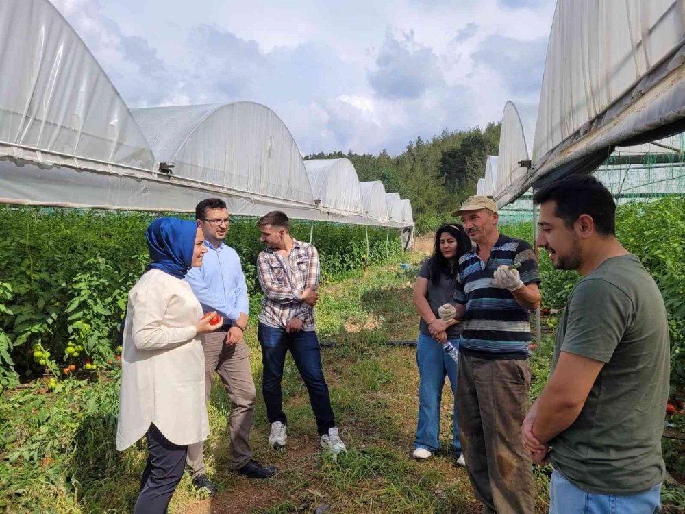 Kaymakam Saçal serada domates topladı