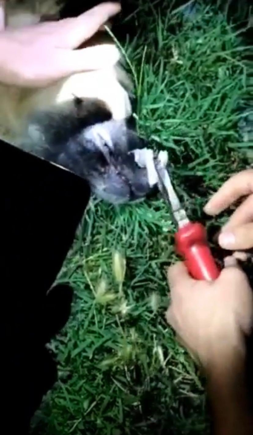 Boğazına kemik takılan köpek bekçilerce kurtarıldı