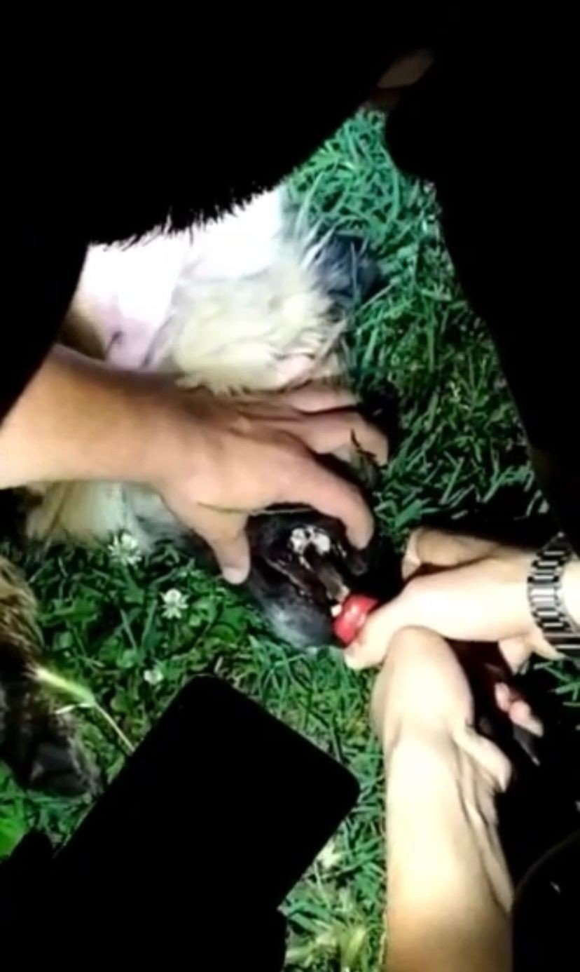 Boğazına kemik takılan köpek bekçilerce kurtarıldı
