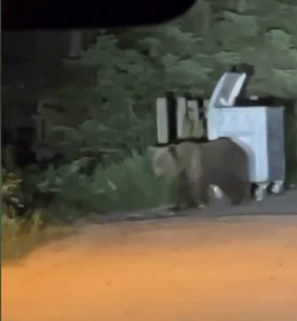 Uludağ’da aç kalan ayılar oteller bölgesine indi