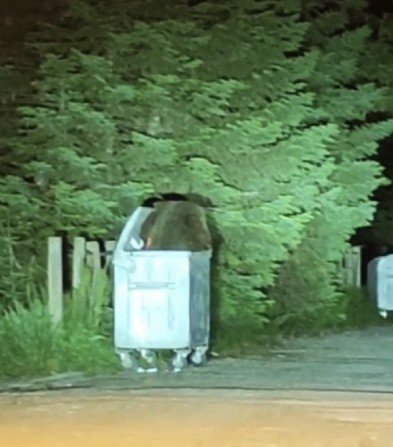 Uludağ’da aç kalan ayılar oteller bölgesine indi