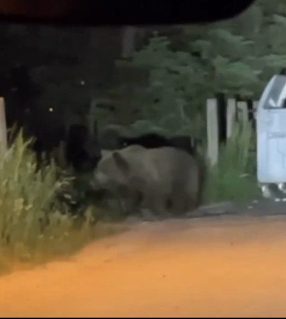 Uludağ’da aç kalan ayılar oteller bölgesine indi