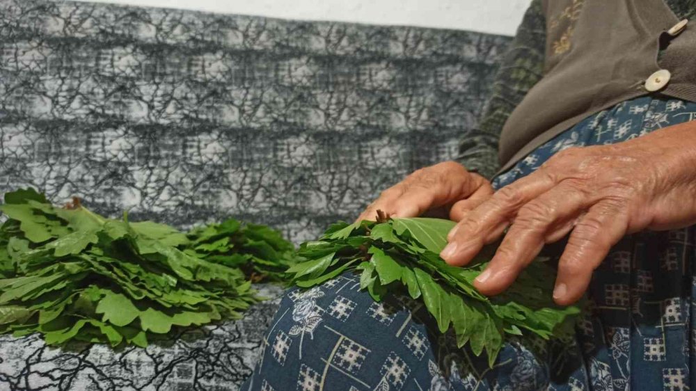 Salamura için yapraklar demetlenmeye başlandı