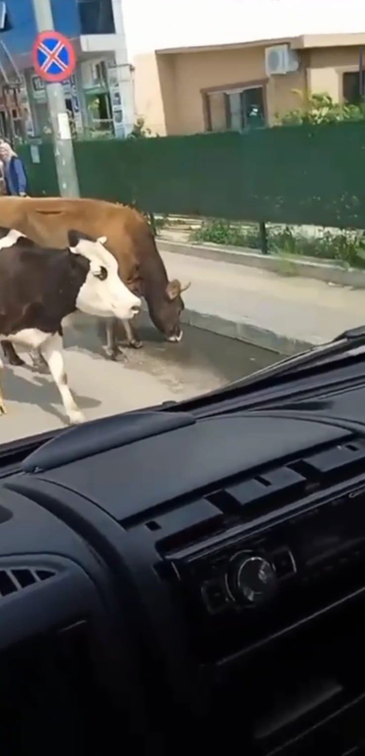 Ana yola inen inekler araç sürücülerine zor anlar yaşattı