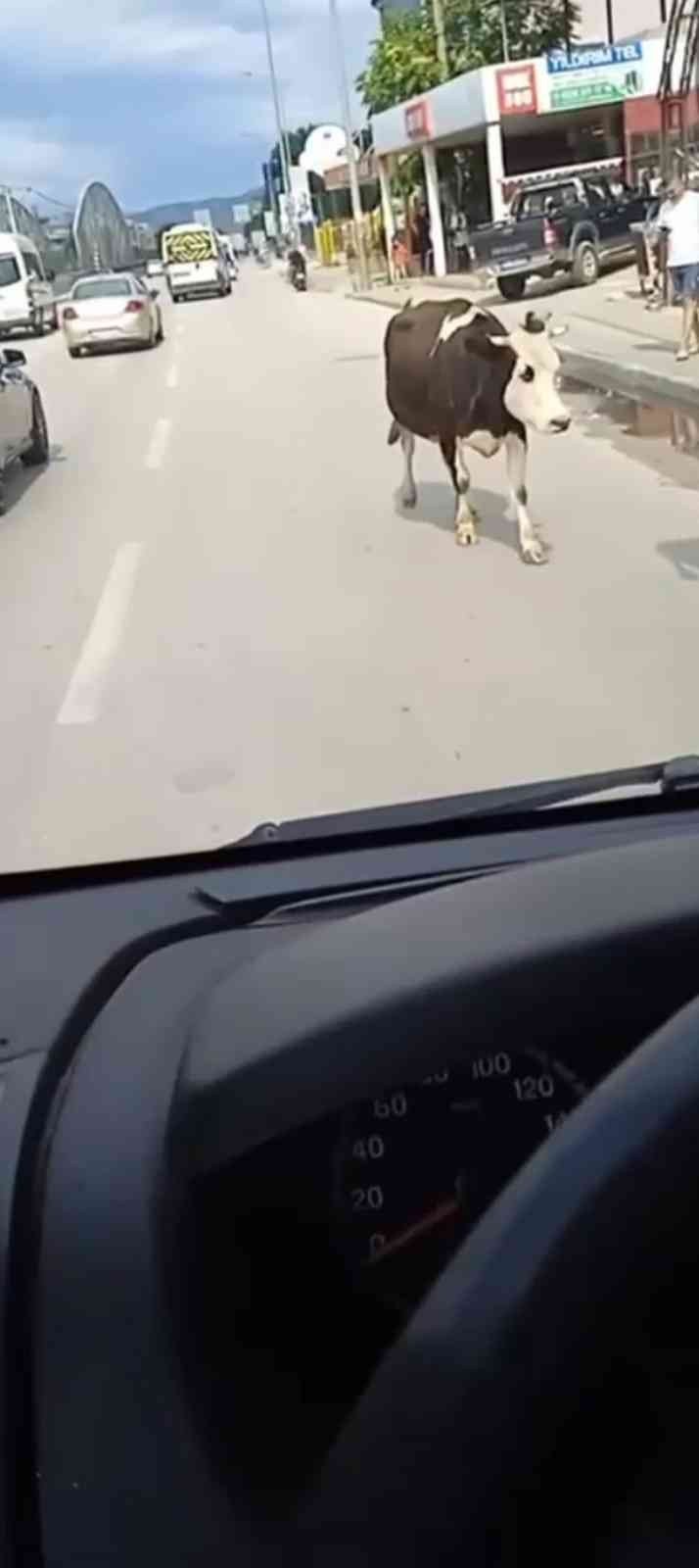 Ana yola inen inekler araç sürücülerine zor anlar yaşattı