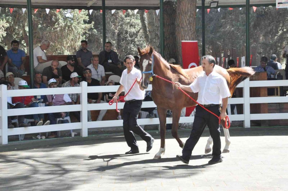 TİGEM tay satışından 3 milyon 686 bin lira gelir elde etti