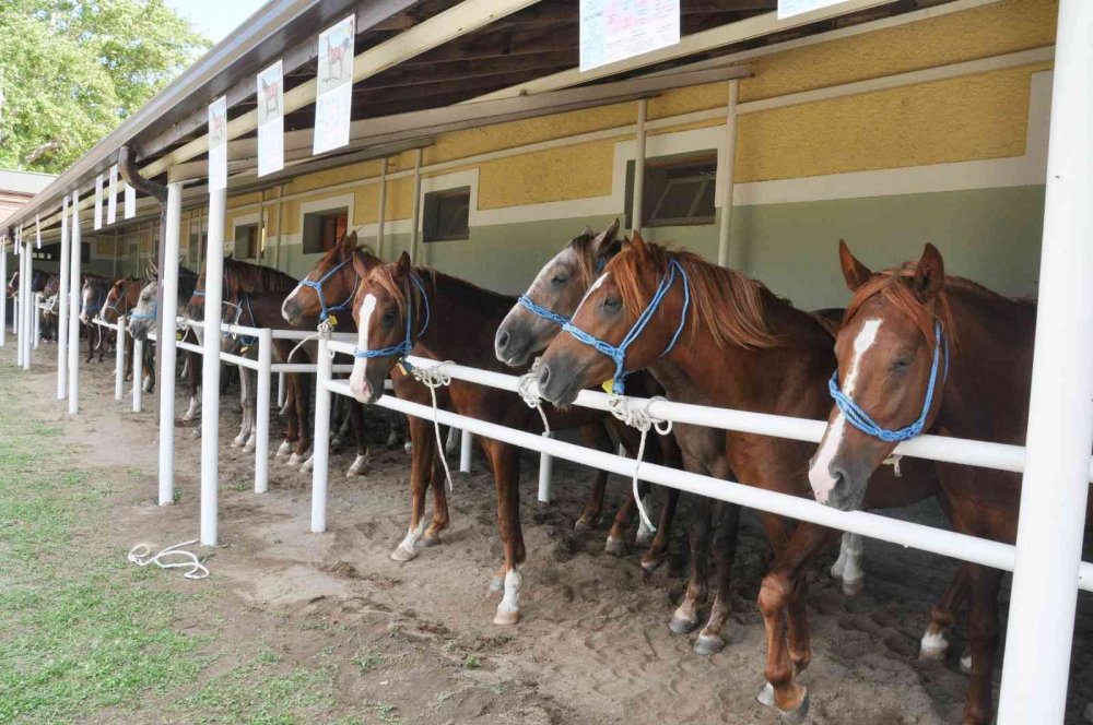 TİGEM tay satışından 3 milyon 686 bin lira gelir elde etti