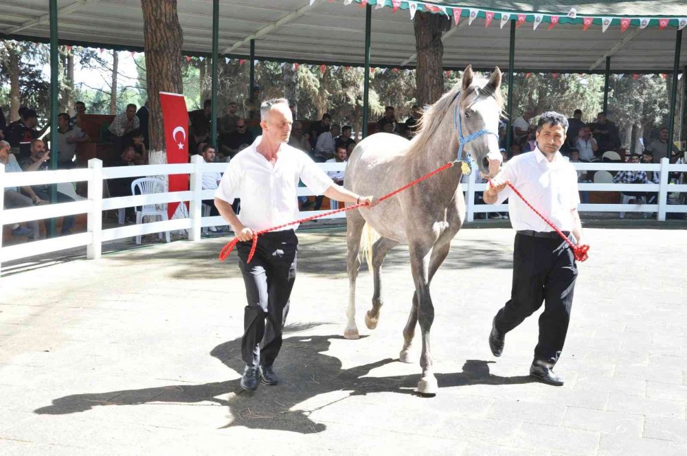 TİGEM tay satışından 3 milyon 686 bin lira gelir elde etti