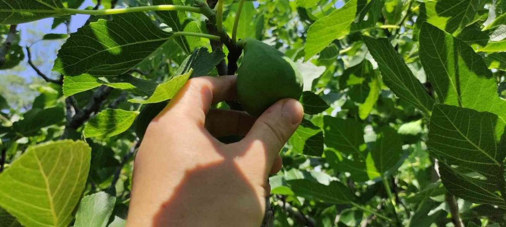 Bu incirler yenmiyor, asılıyor