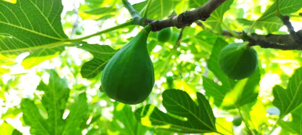 Bu incirler yenmiyor, asılıyor