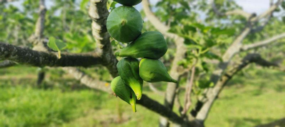 Bu incirler yenmiyor, asılıyor