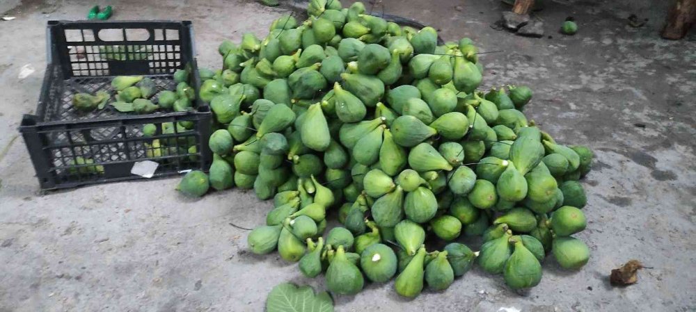 Bu incirler yenmiyor, asılıyor