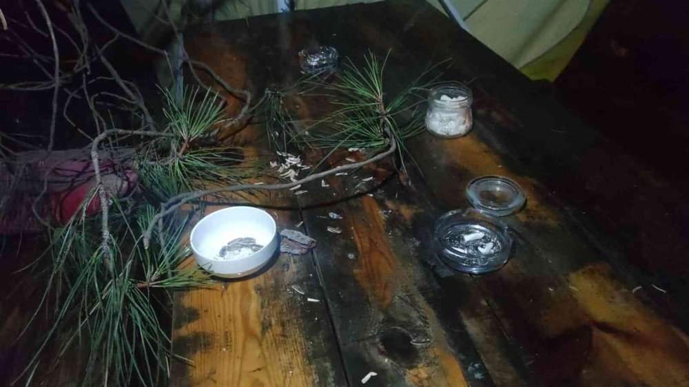 Tonlarca ağırlığındaki çam ağacı ailenin üzerine devrildi