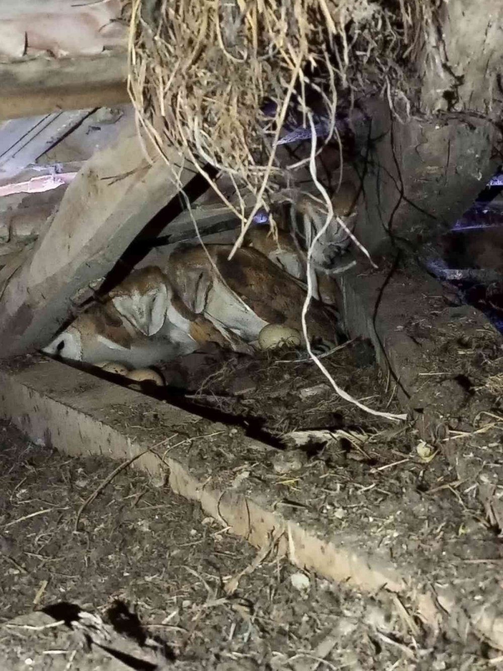 Evin çatısından gelen esrarengiz seslerin sahibi 4 baykuş yavrusu çıktı