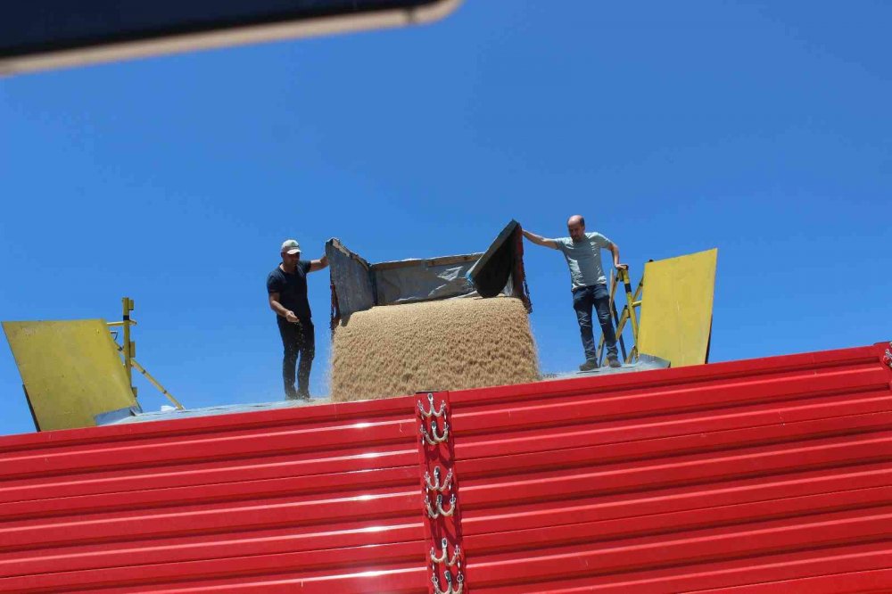 Osmaneli’de buğday hasadı başladı