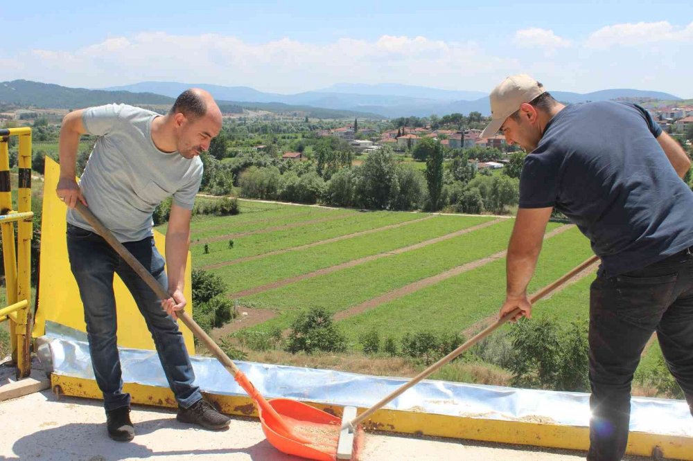 Osmaneli’de buğday hasadı başladı