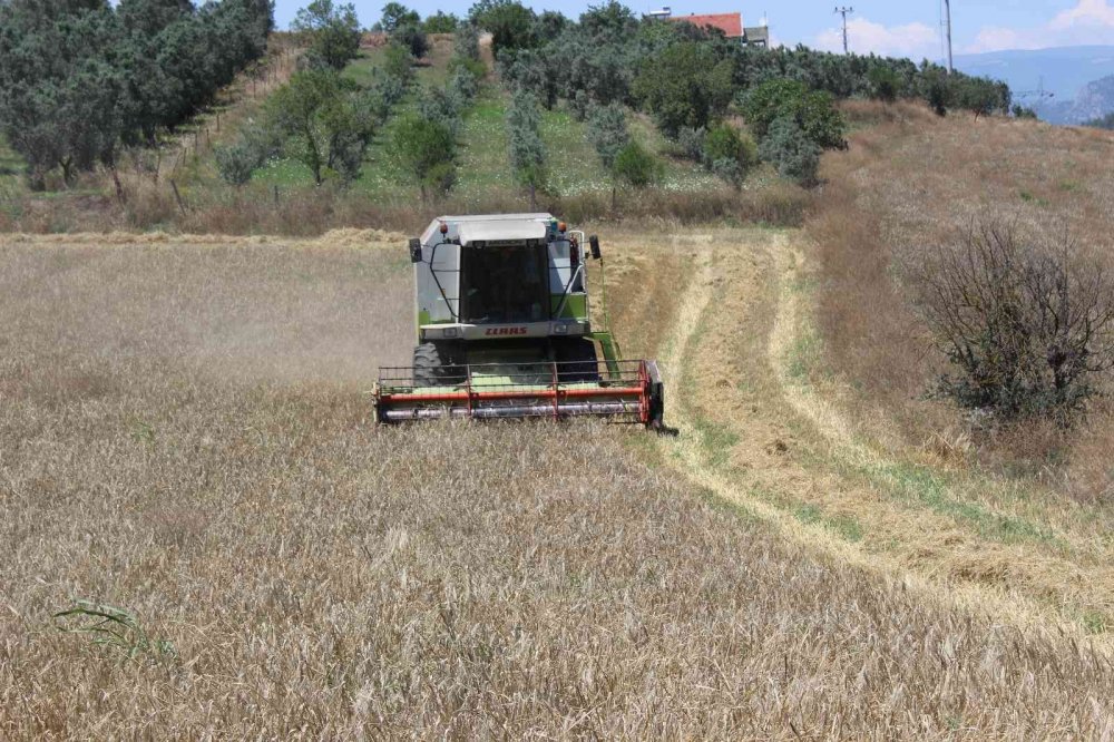 Osmaneli’de buğday hasadı başladı