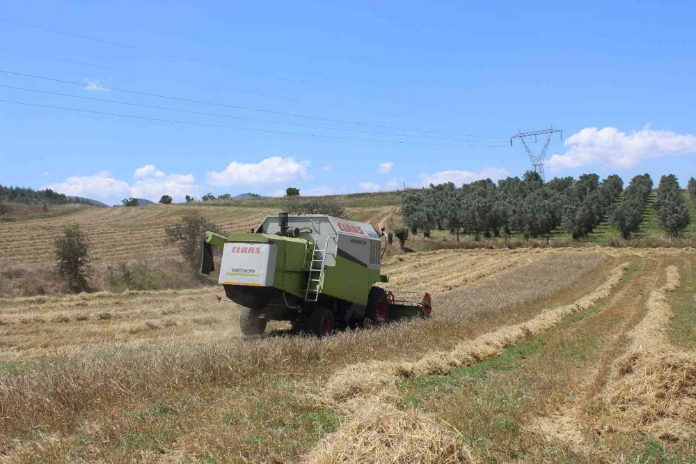 Osmaneli’de buğday hasadı başladı