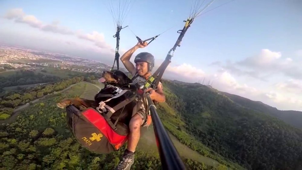 Bu da yamaç paraşütü yapan köpek