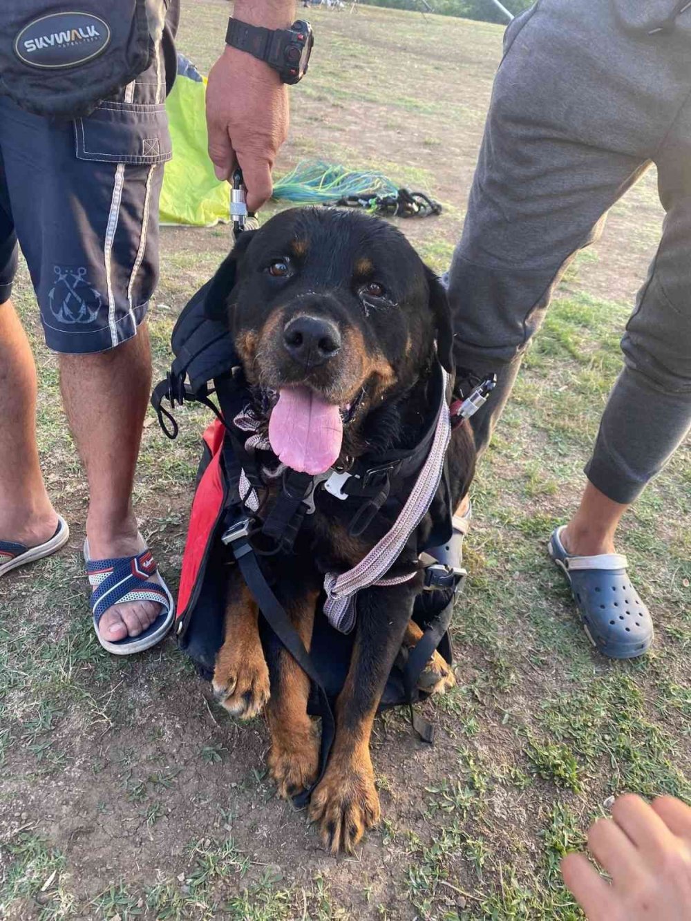 Bu da yamaç paraşütü yapan köpek