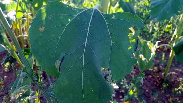 Marmara’da tırtıl istilası