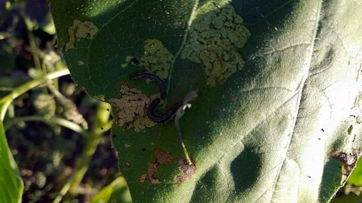 Marmara’da tırtıl istilası