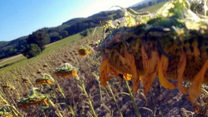 Marmara’da tırtıl istilası