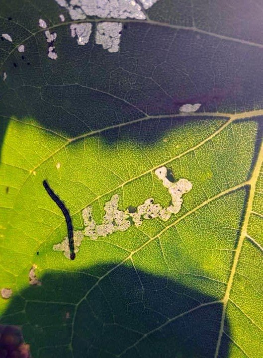 Marmara’da tırtıl istilası