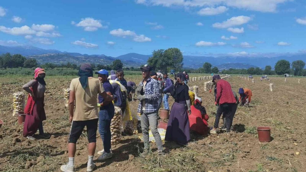 Bursa’da patates hasadı başladı