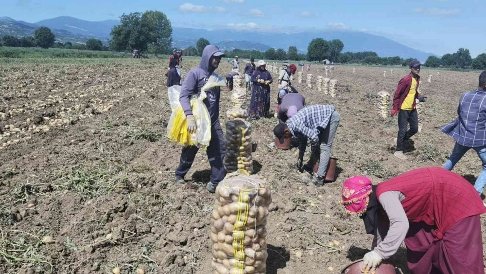 Bursa’da patates hasadı başladı