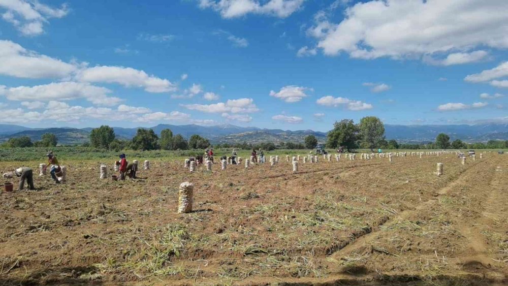 Bursa’da patates hasadı başladı