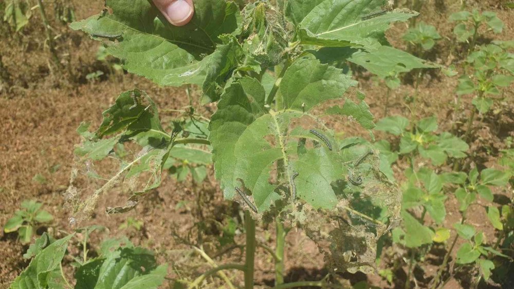 Bursa’da tarım alanlarında tırtıl istilası