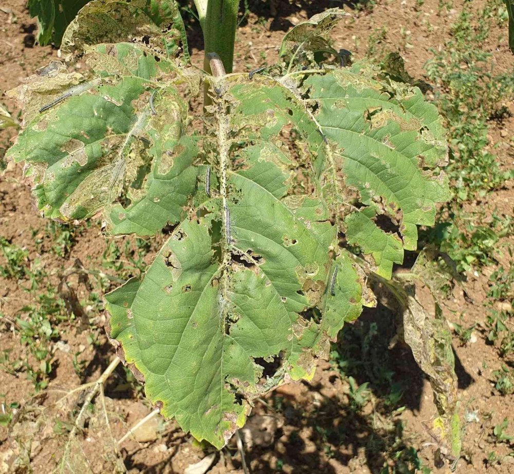 Bursa’da tarım alanlarında tırtıl istilası