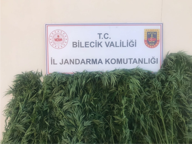116-kok-kenevir-bitkisi-yakalandi1.jpg