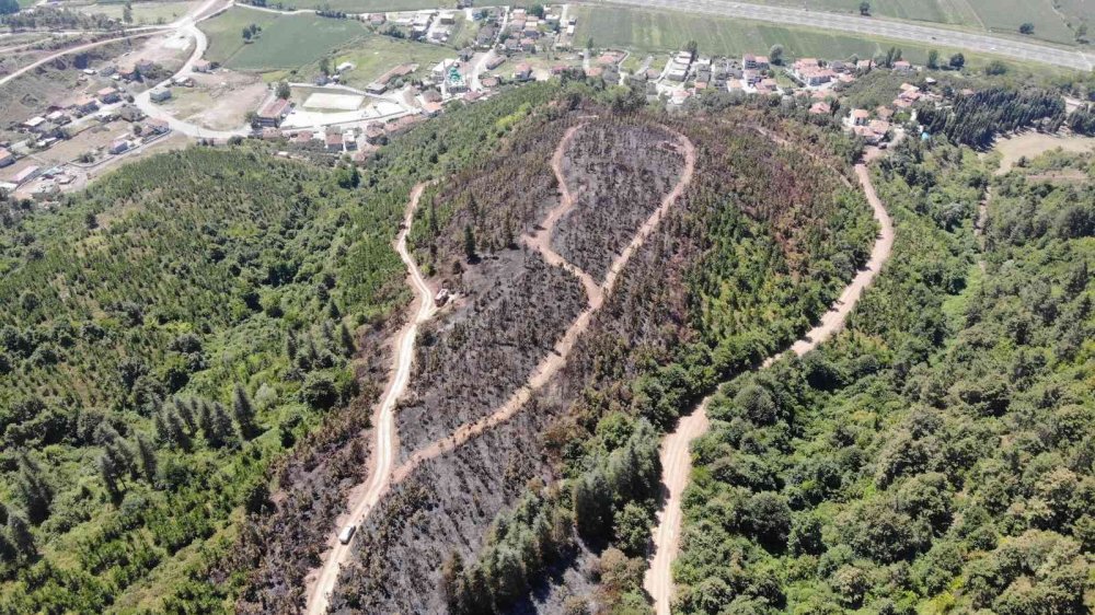 Orman yangınından geriye kalan acı kare