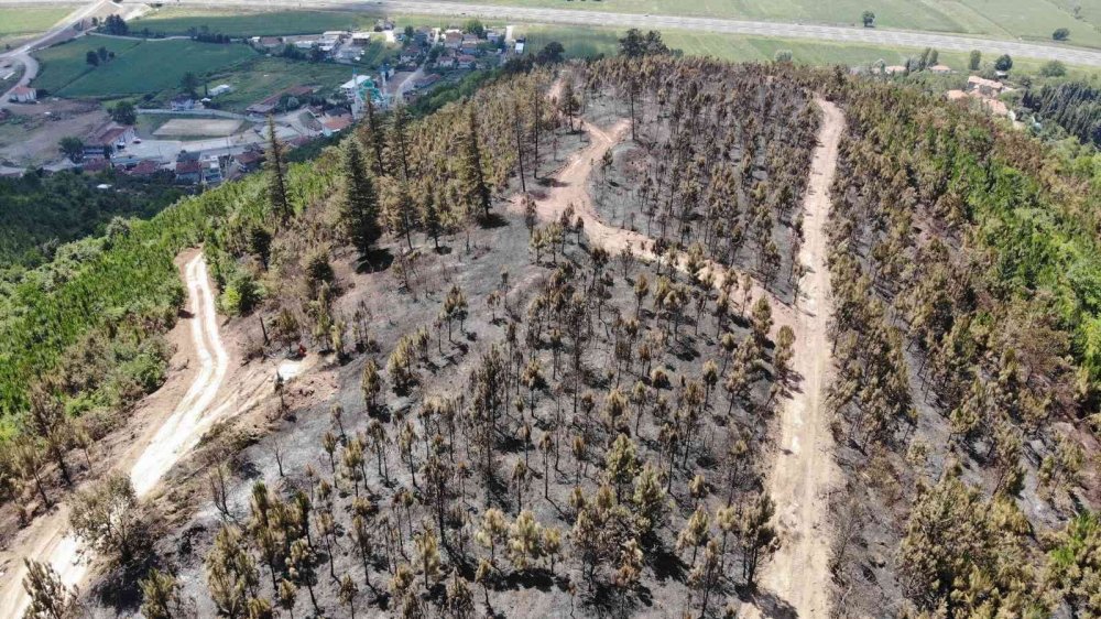 Orman yangınından geriye kalan acı kare