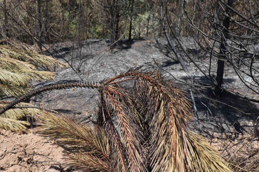 Orman yangınından geriye kalan acı kare