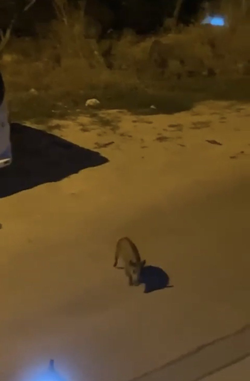 Aç kalan domuzlar şehir merkezine indi