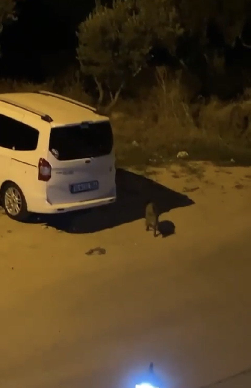 Aç kalan domuzlar şehir merkezine indi