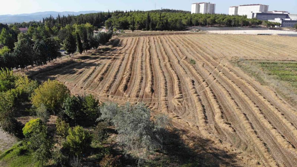 Üniversitenin arazisine buğday ektiler, 400 ton hasat yaptılar