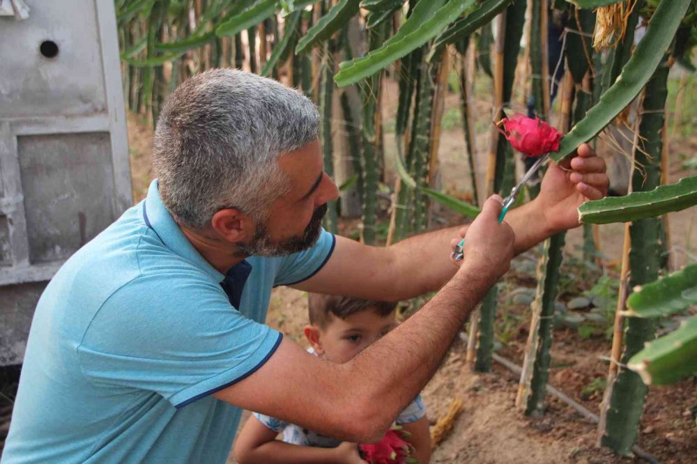 Bu meyveyi yetiştirmek için serasına kamera sistemi ve soba kurdu