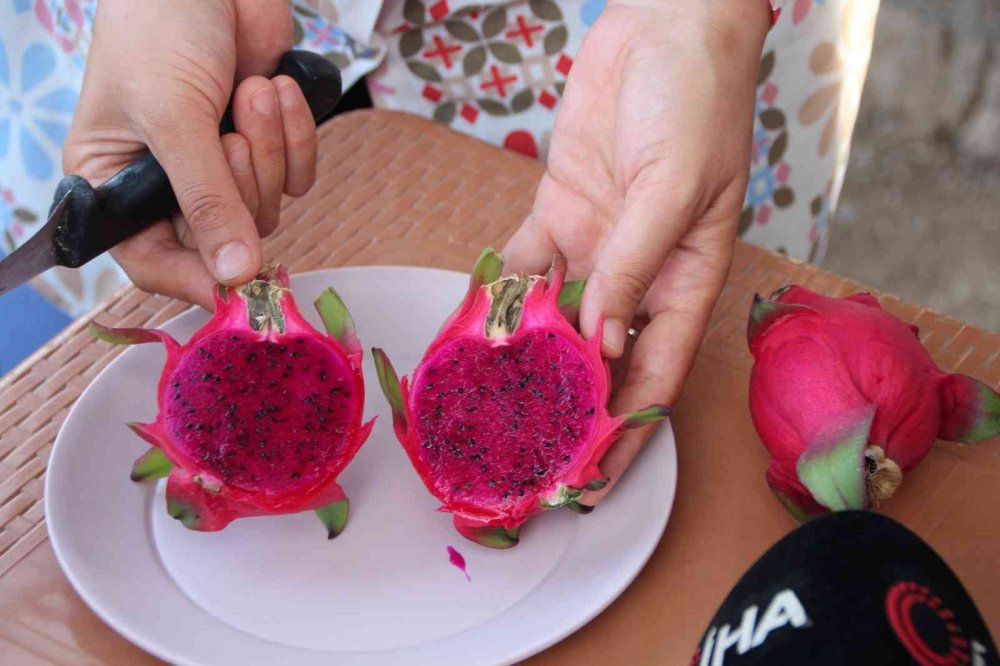 Bu meyveyi yetiştirmek için serasına kamera sistemi ve soba kurdu