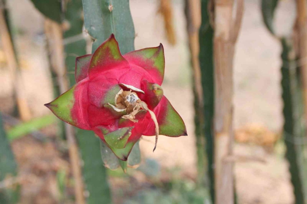 Bu meyveyi yetiştirmek için serasına kamera sistemi ve soba kurdu