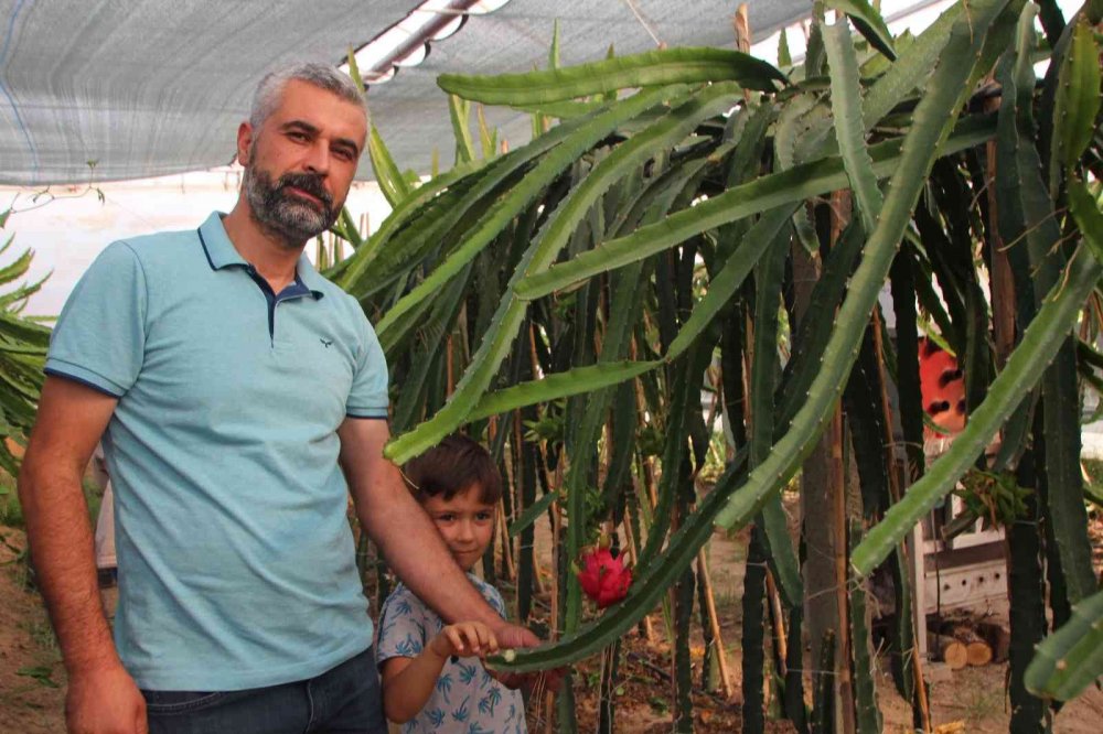 Bu meyveyi yetiştirmek için serasına kamera sistemi ve soba kurdu