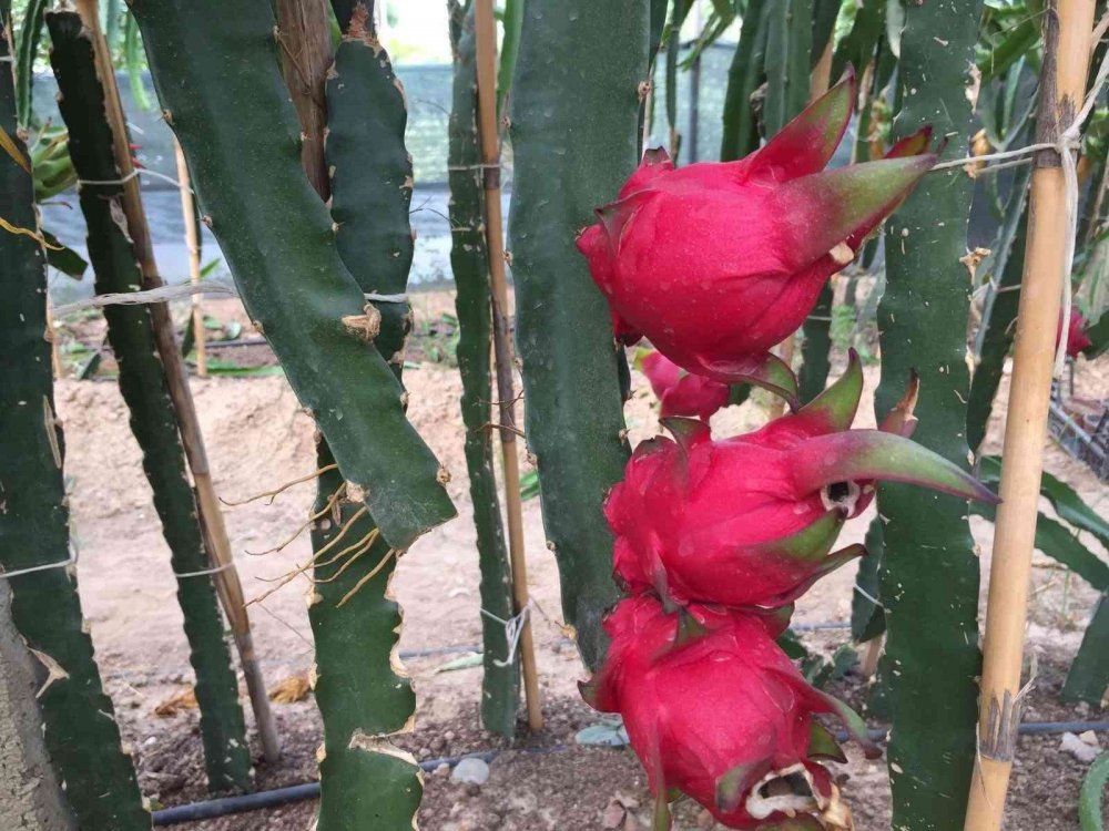 Osmaneli’de ilk defa yetiştirilen tropikal ejder meyvesinin hasadı yapıldı