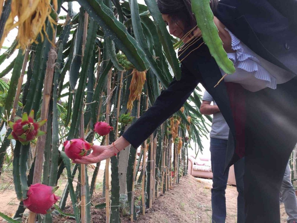 Osmaneli’de ilk defa yetiştirilen tropikal ejder meyvesinin hasadı yapıldı